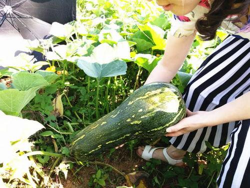 网红情报处吃瓜,吃瓜群众背后的故事