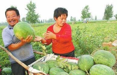 天台县网红吃瓜事件,揭秘网络舆论背后的真相