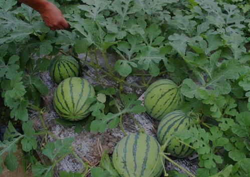 河南清丰三农网红吃瓜,揭秘乡村生活新风尚