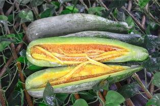 唐县网红的吃瓜,揭秘幕后故事与热门话题