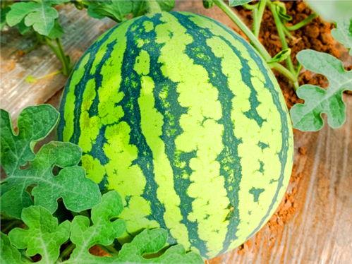 51cg3吃瓜网,揭秘娱乐圈最新热点，带你领略幕后故事